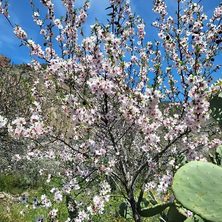 Pinares El Juncal De Сasa de vacaciones Tejeda (Gran Canaria)